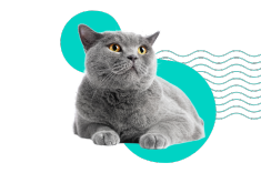 Miauczenie kota: co oznacza i jak je interpretować?