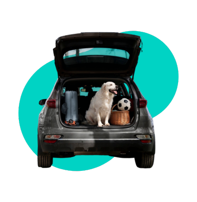 Choroba lokomocyjna u psa: jak pomóc pupilowi w podróży samochodem?