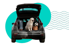 Choroba lokomocyjna u psa: jak pomóc pupilowi w podróży samochodem?