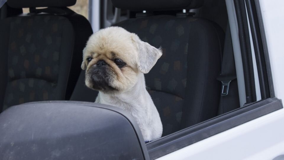 Zdjęcie przedstawia psa w samochodzie, cierpiącego z powodu choroby lokomocyjnej