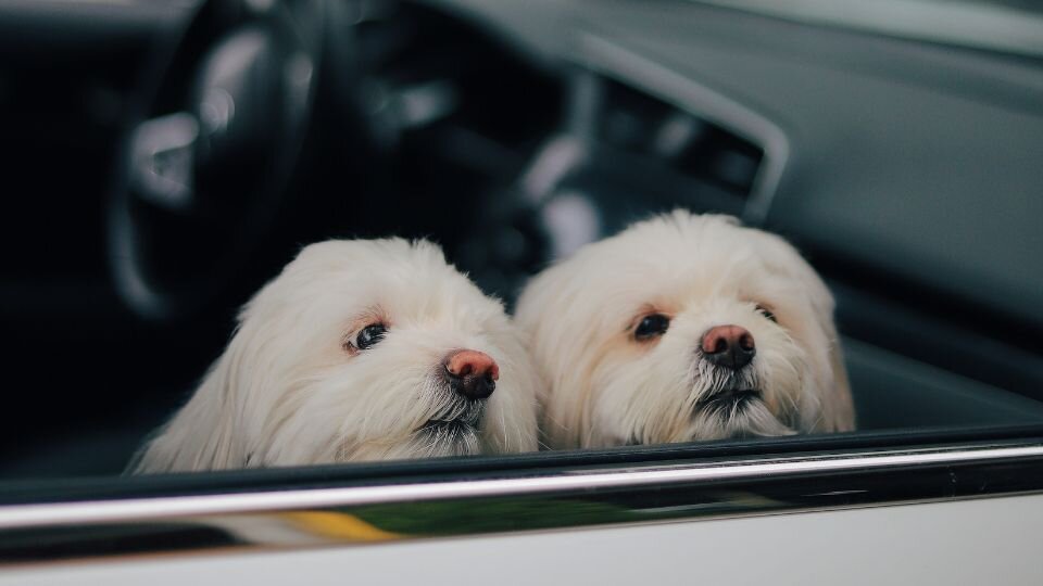Zdjęcie przedstawiające dwa białe szczeniaki z chorobą lokomocyjną u psa