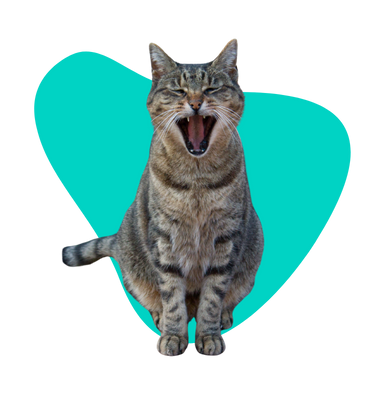 Ruja u kotki: kiedy mruczki osiągają dojrzałość płciową? 