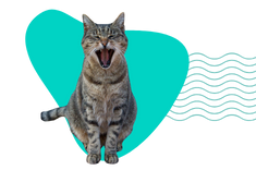 Ruja u kotki: kiedy mruczki osiągają dojrzałość płciową? 