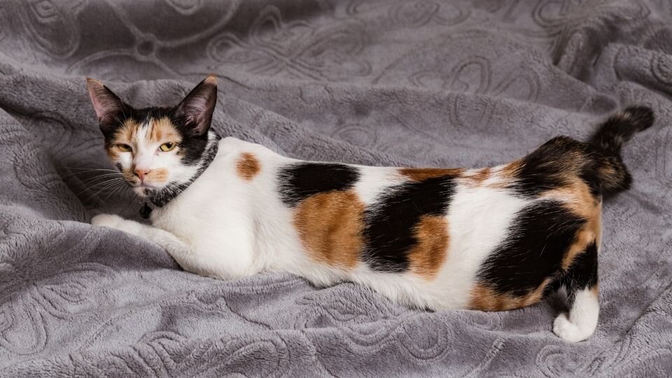 Zdjęcie przedstawia kotkę trójkolorową w trakcie rui
