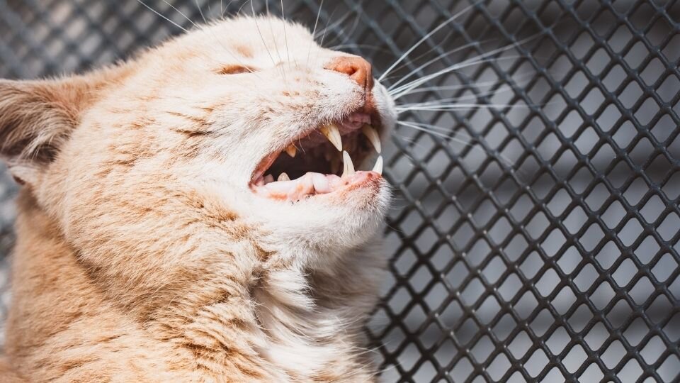 Zdjęcie przedstawia miauczącą kotkę w trakcie rui