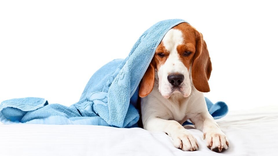 Zdjęcie przedstawia leżącego psa, bez energii, chorego babeszjozę