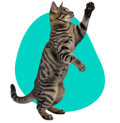 Marcowanie kotów: co oznacza i jak sobie z nim radzić?