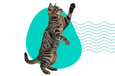 Marcowanie kotów: co oznacza i jak sobie z nim radzić?