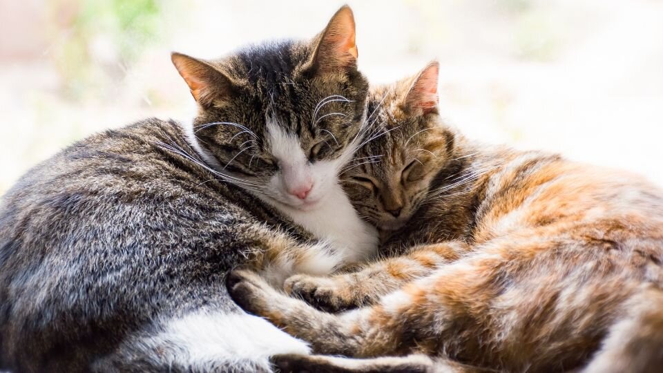 Zdjęcie przedstawia dwa przytulające się koty w okresie godowym