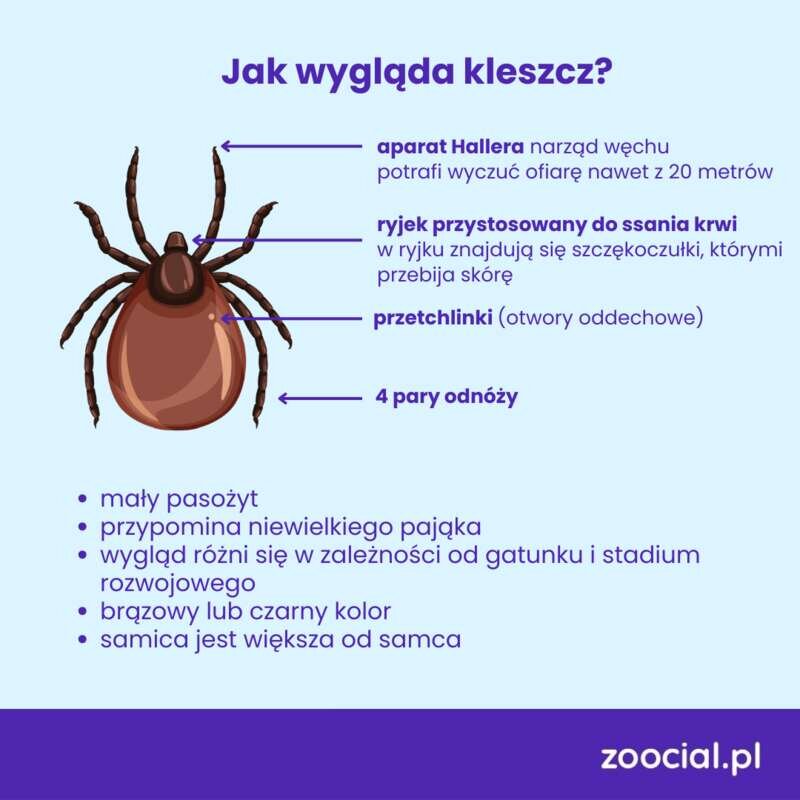 Infografika przedstawia dokładnie anatomię kleszcza i opisuje wszystkie jego części ciała