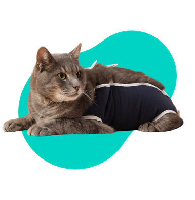 Sterylizacja kotki: kiedy, jak, za ile?