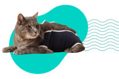 Sterylizacja kotki: kiedy, jak, za ile?