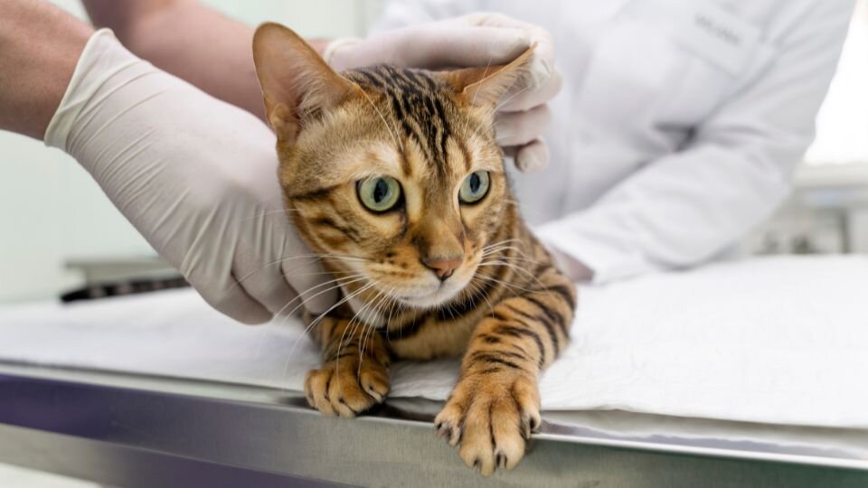 Zdjęcie przedstawia kotkę u weterynarza, przygotowywaną do zabiegu sterylizacji