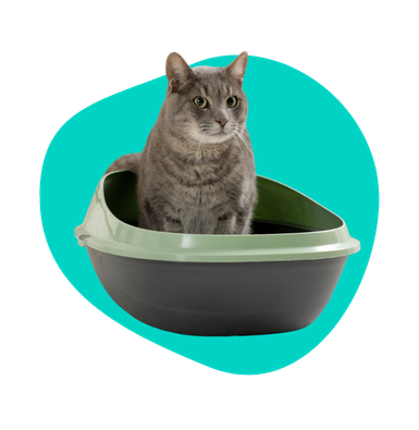 Zapalenie pęcherza u kota: objawy, leczenie i jak zapobiegać nawrotom na tle stresowym?