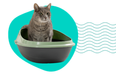 Zapalenie pęcherza u kota: objawy, leczenie i jak zapobiegać nawrotom na tle stresowym?