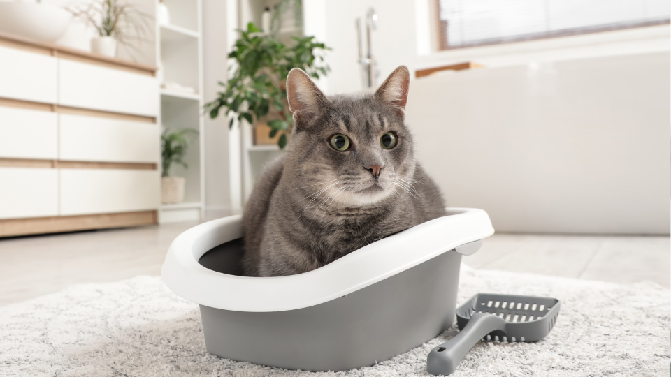 Zdjęcie przedstawia kota w kuwecie, który zmaga się z zapaleniem pęcherza