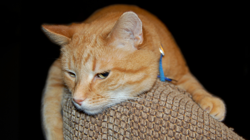 Zdjęcie przedstawia obolałego, rudego kota, który cierpi z powodu zapalenia pęcherza