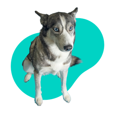 Dlaczego pies się trzęsie? Najczęstsze przyczyny drżenia u czworonoga