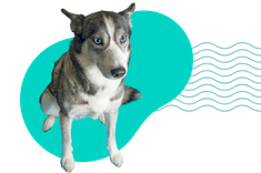 Dlaczego pies się trzęsie? Najczęstsze przyczyny drżenia u czworonoga