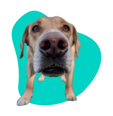 Katar u psa: przyczyny kataru i objawy. Jak go leczyć?