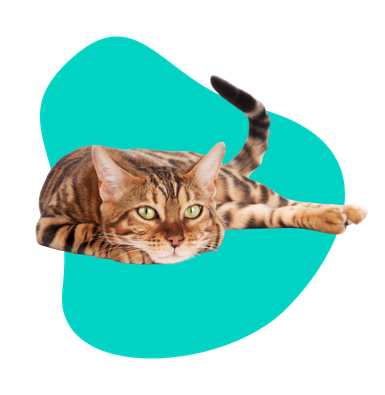 Krew w kale kota: skąd się bierze i co oznacza?