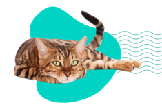 Krew w kale kota: skąd się bierze i co oznacza?