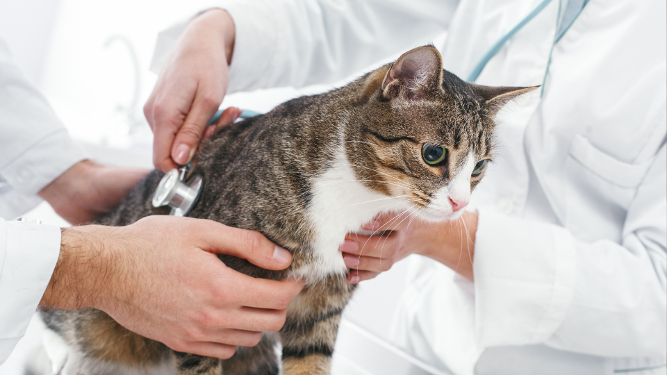 Zdjęcie przedstawia kota badanego przez weterynarza, z powodu występowania krwi w jego kale