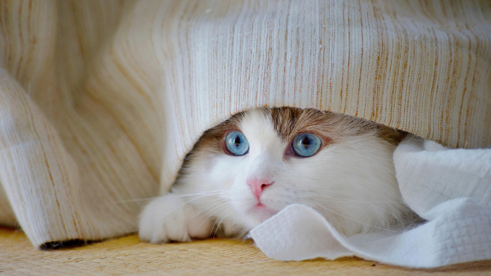 Zdjęcie przedstawia chowającego się, chorego kota, w którego kale występuje krew