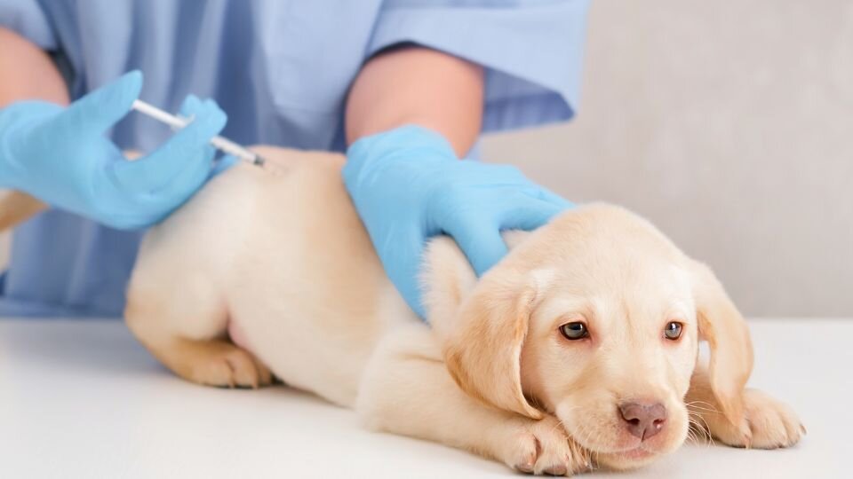Zdjęcie przedstawia szczeniaka rasy labrador szczepionego na wściekliznę