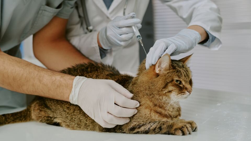Zdjęcie przedstawia kota szczepionego na wściekliznę przez lekarza weterynarii