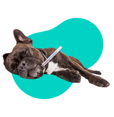 Nosówka: jakie objawy u psa wskazują na tę groźną chorobę?