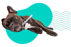 Nosówka: jakie objawy u psa wskazują na tę groźną chorobę?