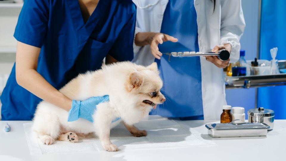 Zdjęcie przedstawia małego psa podczas szczepienia na nosówkę w gabinecie weterynaryjnym