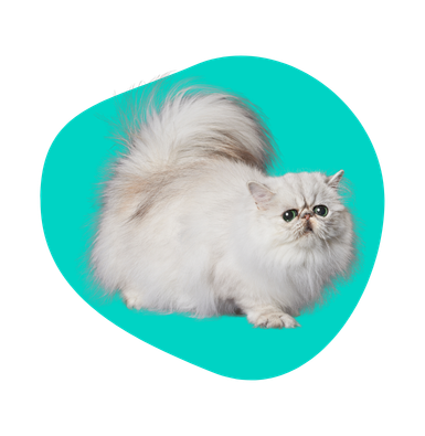 Kot się ślini: naturalny odruch czy objaw choroby?