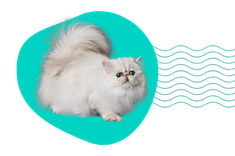 Kot się ślini: naturalny odruch czy objaw choroby?