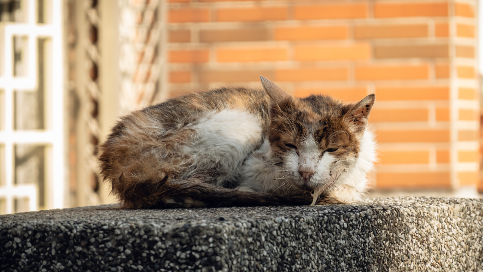 Zdjęcie przedstawia kota leżącego na murku, który się ślini