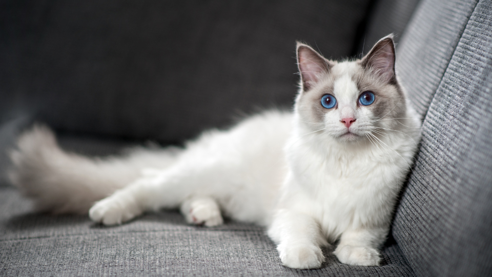 Zdjęcie przedstawia jasnego umaszczenia kota leżącego na kanapie