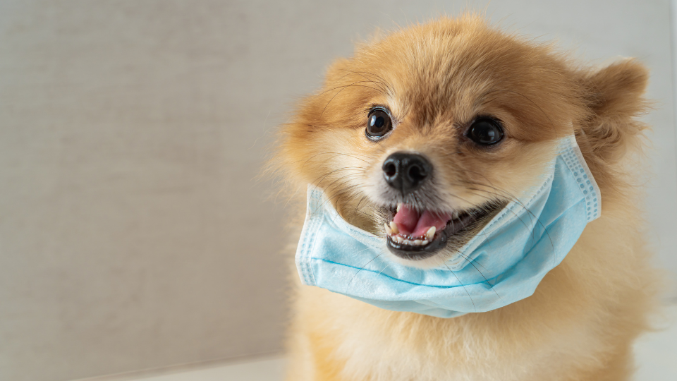 Zdjęcie przedstawia mało psa z maseczką, który właśnie przechodzi przez przeziębienie