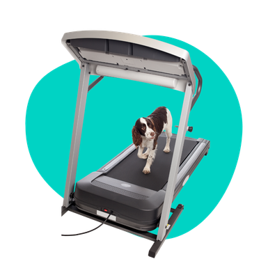 Bieżnia dla psów: kiedy pupil powinien z niej korzystać?