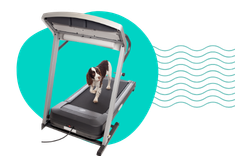 Bieżnia dla psów: kiedy pupil powinien z niej korzystać?