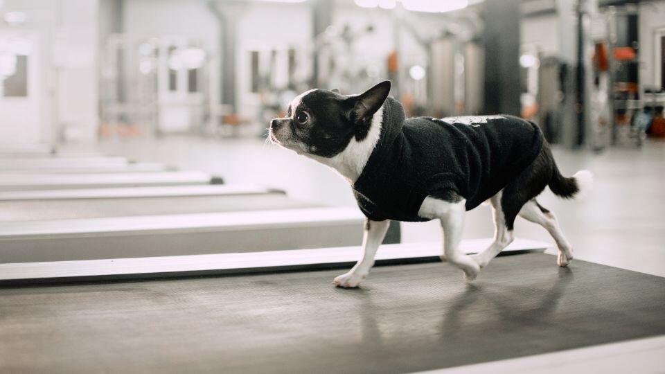 Zdjęcie przedstawia małego psa podczas rehabilitacji na bieżni dla psów