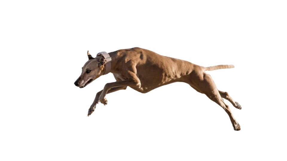Zdjęcie przedstawia biegnącego szybko psa rasy greyhonud potrzebującego dodatkowej dawki ruchu na bieżni dla psów