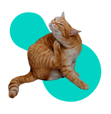 Atopowe zapalenie skóry u kota (AZS): objawy, diagnoza i leczenie