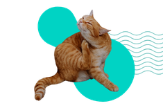 Atopowe zapalenie skóry u kota (AZS): objawy, diagnoza i leczenie