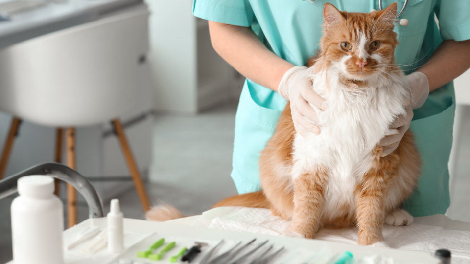 Zdjęcie przedstawia kota badanego przez lekarza weterynarii, ponieważ choruje na atopowe zapalenie skóry u kota
