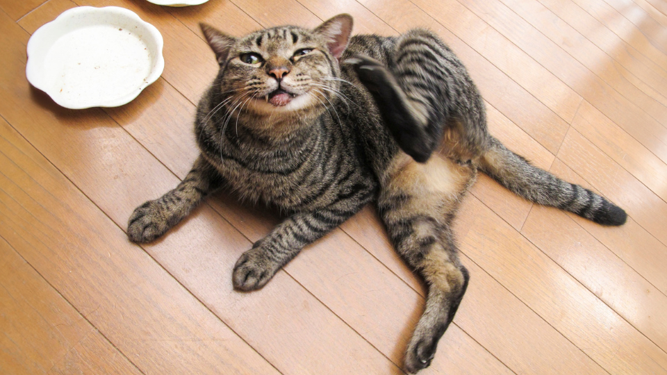 Zdjęcie przedstawia kota leżącego na podłodze i drapiącego się, ponieważ cierpi na atopowe zapalenie pęcherza u kota