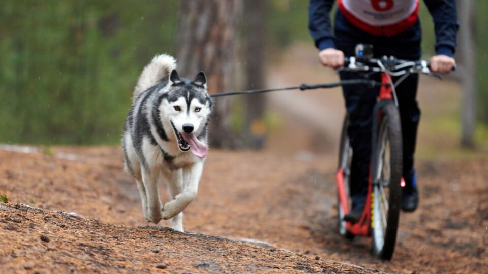 Zdjęcie przedstawia psa rasy husky syberyjski ciągnącego mężczyznę na rowerze w ramach zawodów bikejoring.