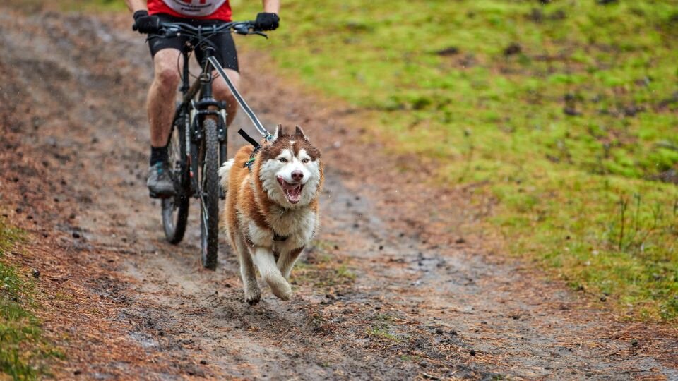 Zdjęcie przedstawia średniej wielkości biało-rudego psa ciągnącego mężczyznę na rowerze podczas zawodów bikejoring