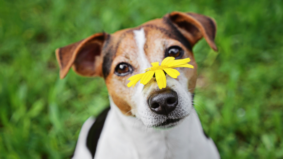 Zdjęcie przedstawia małego brązowo-białego psa siedzącego na trawie, z kwiatkiem na nosie, pies choruje na alergię