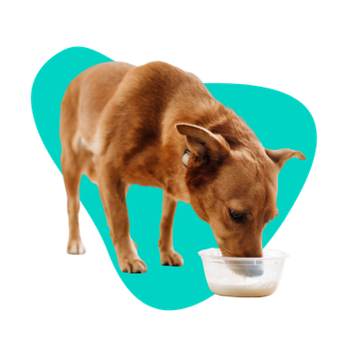 Czy pies może pić mleko? Nabiał w diecie czworonoga